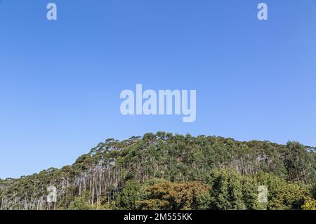 Une vue aérienne de la végétation luxuriante des karri denses qui poussent sur une montagne sur fond bleu ciel Banque D'Images