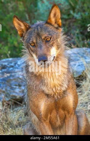 Loup ibérique, Loup gris, Canis lupus signatus, Zamora, Castille et León, Espagne, Europe Banque D'Images