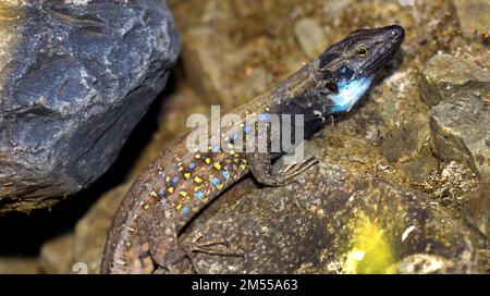 La Palma Lizard, Lizard assez important, Lizard de mur, Lagarto Tizón, Gallotia galloti palmae, Lézard mâle, Lacertidae, Parc national de la Caldera de Taburiente, B Banque D'Images