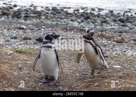 Couple de pingouins sauvages tenant leurs mains dans l'île sanctuaire Isla Magdalena en Patagonie chilienne. Le pingouin est l'un des plus monogames ani Banque D'Images