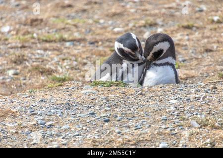 Couple de pingouins sauvages tenant leurs mains dans l'île sanctuaire Isla Magdalena en Patagonie chilienne. Le pingouin est l'un des plus monogames ani Banque D'Images