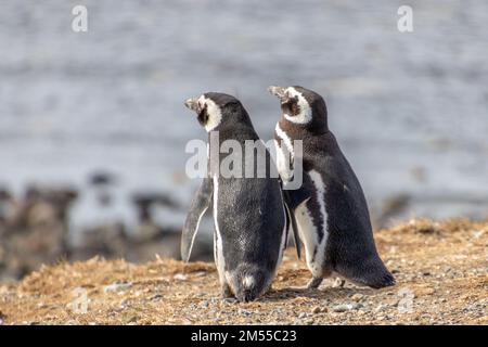 Couple de pingouins sauvages dans l'île sanctuaire Isla Magdalena en Patagonie chilienne. Le pingouin est l'un des animaux les plus monogames Banque D'Images