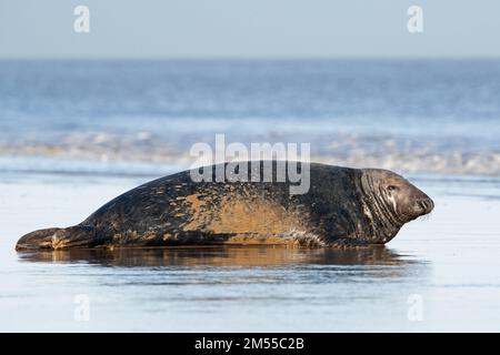 Phoque gris de l'Atlantique mâle (Halichoerus grypus) au bord de la marée Banque D'Images