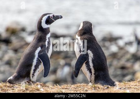 Couple de pingouins sauvages dans l'île sanctuaire Isla Magdalena en Patagonie chilienne. Le pingouin est l'un des animaux les plus monogames Banque D'Images