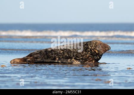 Phoque gris de l'Atlantique mâle (Halichoerus grypus) au bord de la marée Banque D'Images