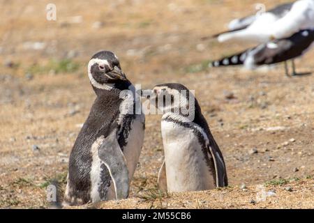 Couple de pingouins sauvages dans l'île sanctuaire Isla Magdalena en Patagonie chilienne Banque D'Images