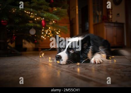 Bordure en forme de collie avec joli motif sapin de Noël. Adorable chien noir et blanc se trouve sur le sol pendant les fêtes de Noël. Banque D'Images