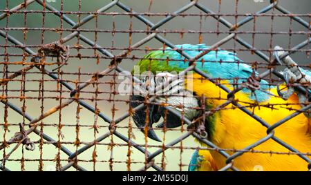 Gros plan oiseau macaw bleu et or, Portrait perroquet Macaw coloré, Macaw bleu et or Macaw vert-bleu - Ara arauna Parrot photo. perroquet de la macaw Banque D'Images
