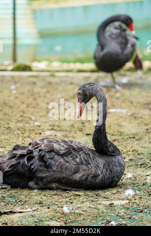 Cygne noir (Cygnus atratus) assis paisiblement dans le zoo Banque D'Images