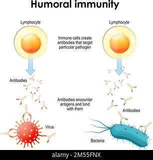 immunité humorale. Bactéries, virus, lymphocytes et anticorps. Les cellules immunitaires créent des anticorps qui ciblent un agent pathogène particulier Illustration de Vecteur