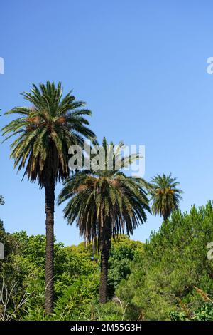 Fond paysage de paume. Palmiers tropicaux avec des feuilles dans les épaississants des jungles sur le fond du ciel bleu ensoleillé de l'été. Nature, vacances, concept de détente. Photo de haute qualité Banque D'Images