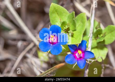 Blue Pimpernel (Lysimachia monellii) fleurs sauvages qui poussent au printemps, le Cap, Afrique du Sud Banque D'Images