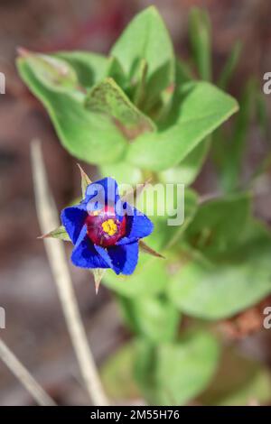 Blue Pimpernel (Lysimachia monellii) fleurs sauvages qui poussent au printemps, le Cap, Afrique du Sud Banque D'Images