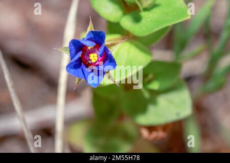 Blue Pimpernel (Lysimachia monellii) fleurs sauvages qui poussent au printemps, le Cap, Afrique du Sud Banque D'Images