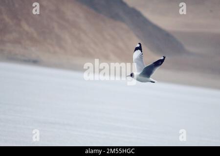 Un mouette d'ivoire (Pagophila eburnea) en mouvement au-dessus de l'eau Banque D'Images