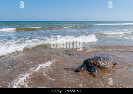 tortue de mer de loggerhead, Caretta caretta, morte sur la plage, Delta de l'Ebro, Catalogne, Espagne Banque D'Images