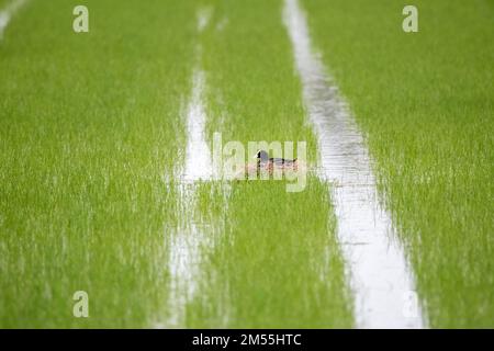 Coot eurasien, Fulica atra, nichant dans un champ de riz, Delta de l'Ebre, Catalogne, Espagne Banque D'Images