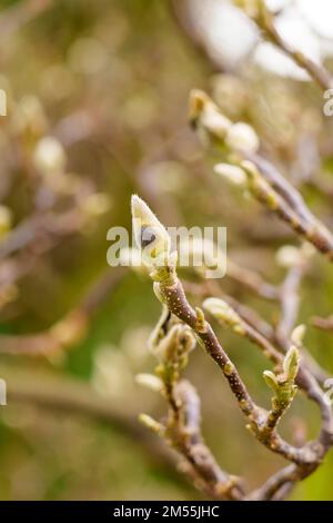 Gros plan sur les bourgeons moelleux d'un magnolia printanier Banque D'Images
