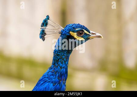 Magnifique paon masculin. Gros plan sur la tête d'oiseau Banque D'Images