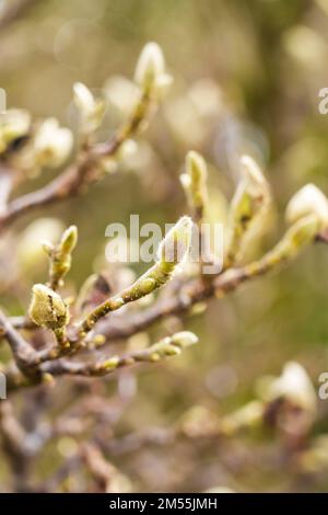 Boutons floraux de la soucoupe chinoise magnolia (Soulangeana) au printemps Banque D'Images