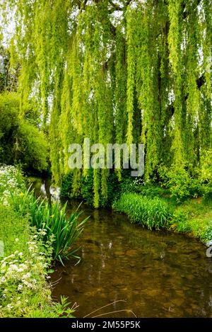 Saule sur la rivière Windrush à Naunton, en Angleterre, le long du sentier de longue distance Cotswold Way. Banque D'Images