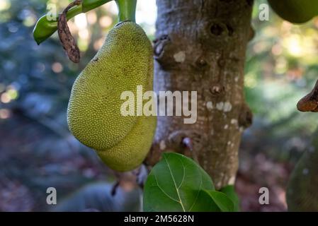 Jackfruit à l'ombre du jackfruit. Fruit vert d'Artocarpus heterophyllus Banque D'Images