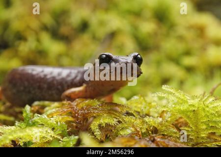 Un gros plan d'une salamandre Ensatina eschscholtzii lunglmess du sud de l'Oregon Banque D'Images