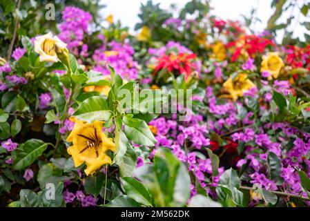 Grande fleur jaune de la coupe de Chalice ou tasse d'or. Flore tropicale exotique Banque D'Images