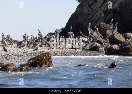 Pélicans sur les rochers de la plage d'Isla Maiquillahue près de Valdivia, Chili Banque D'Images