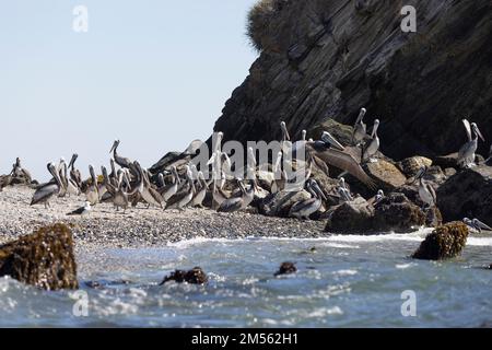 Pélicans sur les rochers de la plage d'Isla Maiquillahue près de Valdivia, Chili Banque D'Images