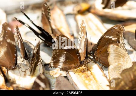 Papillons de Corbeau communs se nourrissant en Malaisie Banque D'Images