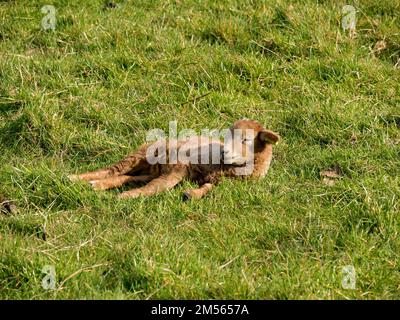 Agneau de mouton de Portland nouveau-né en polaire brune dans un champ d'herbe verte à Spring Sunshine, Derbyshire, Angleterre, Royaume-Uni Banque D'Images