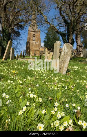 Primroses jaunes (Primula vulgaris) croissant parmi les pierres de tête et l'herbe dans le cimetière de l'église d'Uppingham au printemps, Uppingham, Rutland, Angleterre, Royaume-Uni Banque D'Images