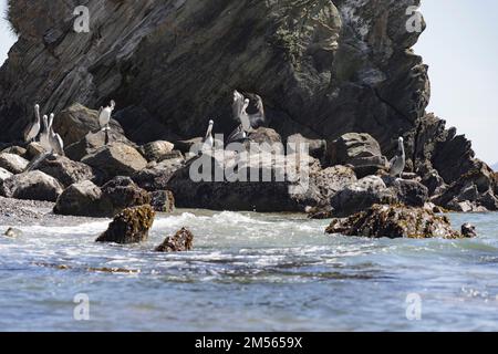 Pélicans sur les rochers de la plage d'Isla Maiquillahue près de Valdivia, Chili Banque D'Images