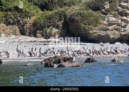 Pélicans sur les rochers de la plage d'Isla Maiquillahue près de Valdivia, Chili Banque D'Images