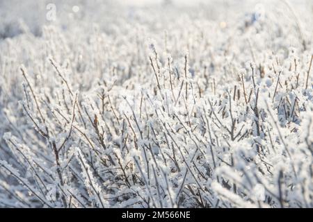 Neige et glace rime sur les branches des buissons. Magnifique arrière-plan d'hiver avec des brindilles couvertes de givre. Les plantes du parc sont couvertes de cerrafe f Banque D'Images
