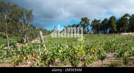 Vignobles avec raisins rouges dans la région viticole, Portugal Europe. Banque D'Images