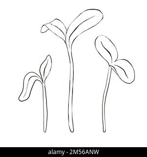 Pousses de Microgreen. Nourriture biologique naturelle, illustration dessinée à la main isolée sur fond blanc Banque D'Images