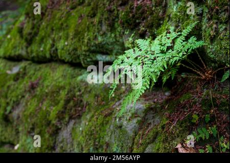 Fern fragile poussant sur un mur de mousse avec un arrière-plan défoqué espace de copie Banque D'Images