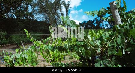 Vignobles avec raisins rouges dans la région viticole, Portugal Europe. Banque D'Images