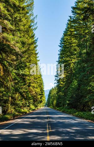 Route 20; centre de Washington; bordé de grands arbres à feuilles persistantes; États-Unis Banque D'Images