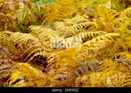 Bracken (pteridium aquilinum), gros plan de la fougères à feuilles caduques dans ses couleurs jaune et marron d'automne. Banque D'Images