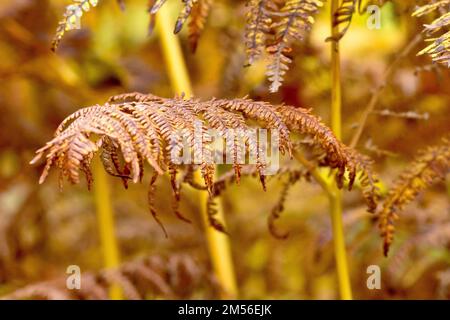 Bracken (pteridium aquilinum), gros plan d'une fronde montrant les folioles individuelles de la fougères à feuilles caduques communes dans ses couleurs d'automne jaune et marron Banque D'Images