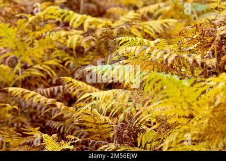 Bracken (pteridium aquilinum), gros plan de la fougères à feuilles caduques dans ses couleurs jaune et marron d'automne. Banque D'Images