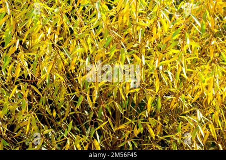 Saule (salix), gros plan montrant les feuilles d'un jeune arbre changeant de couleur en automne et rétro-éclairé par le soleil. Banque D'Images