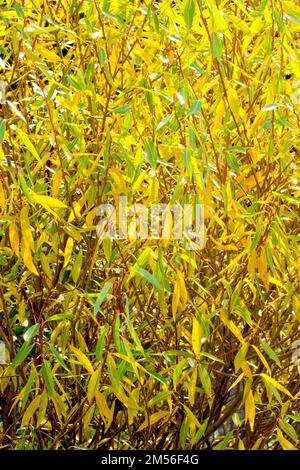 Saule (salix), gros plan montrant les feuilles d'un jeune arbre changeant de couleur en automne et rétro-éclairé par le soleil. Banque D'Images