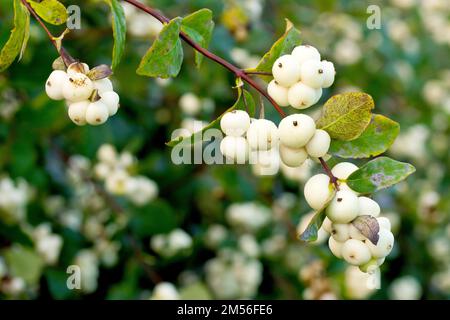 Fraise à neige (symphoricarpos rivularis), gros plan montrant les grappes de baies blanches produites par l'arbuste couramment planté à l'automne. Banque D'Images