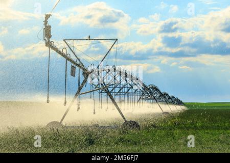 Arroseurs d'irrigation pulvérisant de l'eau sur un champ vert dans le sud de l'Alberta Banque D'Images