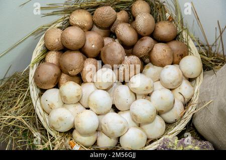 Une culture de champignon blanc et noir Agaricus bisporus sur les terres agricoles Banque D'Images