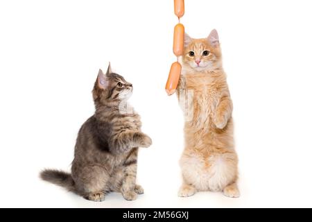 Chaton gris et rouge jouant avec des saucisses, isolé sur fond blanc Banque D'Images